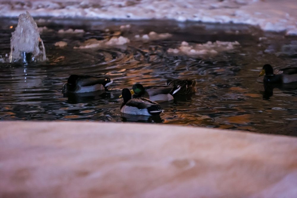 Ankara'nın Simgelerinden Kuğulu Park Beyaza Büründü