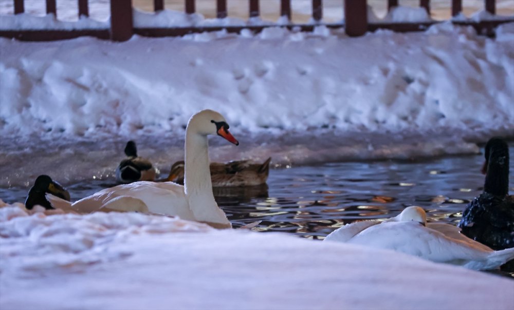 Ankara'nın Simgelerinden Kuğulu Park Beyaza Büründü