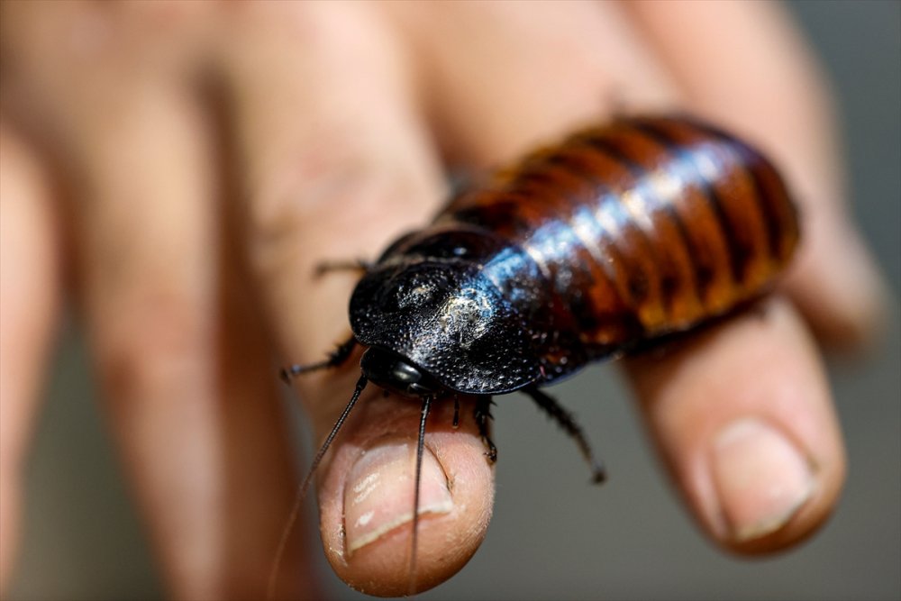Antalya'da Hamam Böceği Yetiştiriciliği