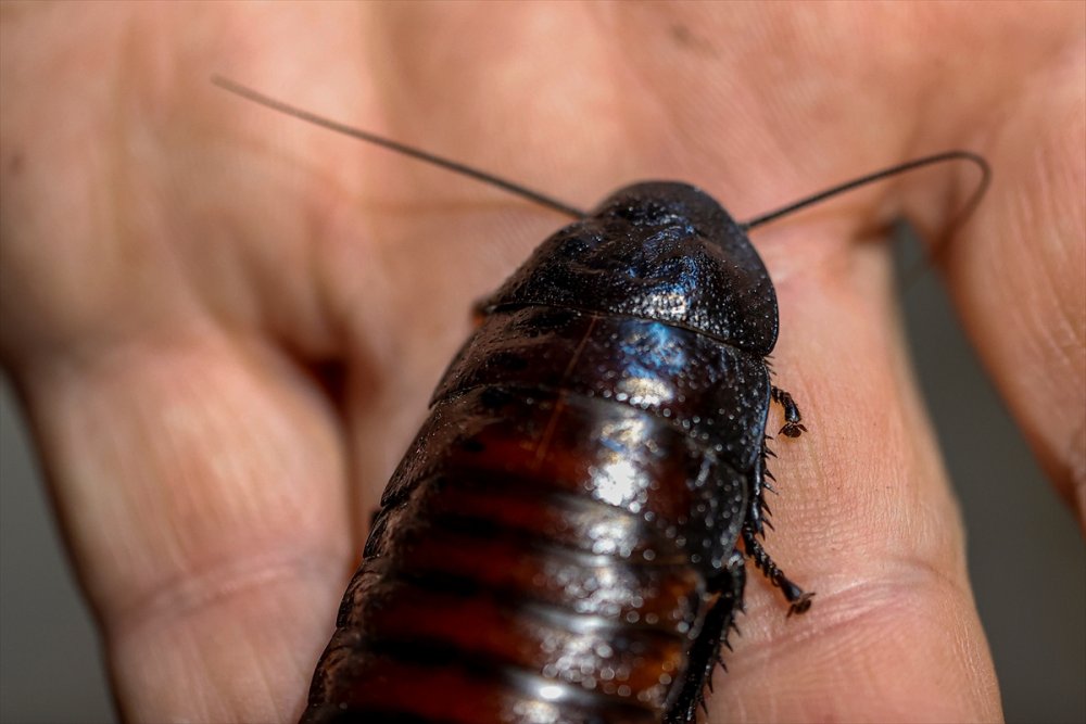 Antalya'da Hamam Böceği Yetiştiriciliği