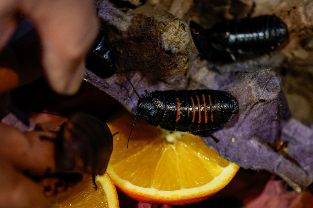 Antalya'da Hamam Böceği Yetiştiriciliği