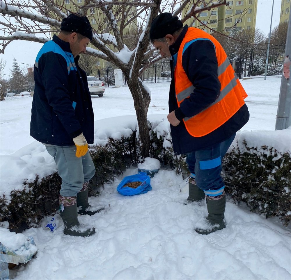 Karaman Belediyesi Sokak Hayvanlarını Unutmadı