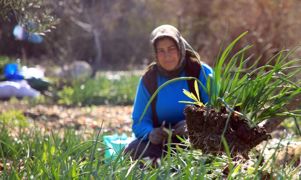 Zorlu Yeşil Soğan Hasadının Yükünü Kadınlar Çekiyor