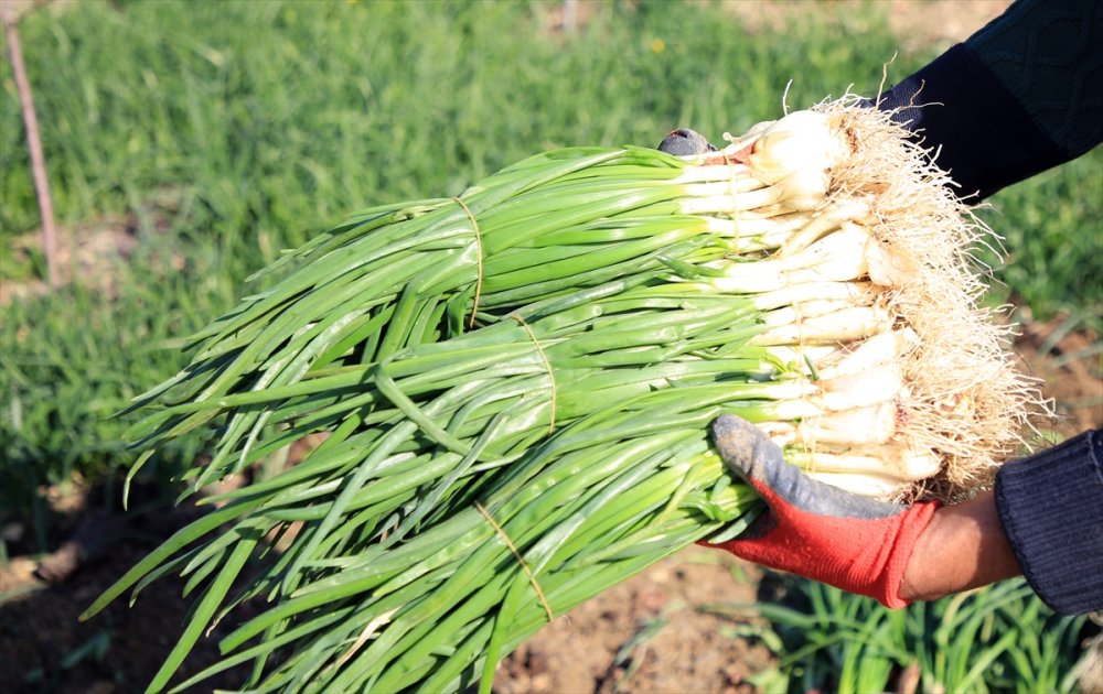 Zorlu Yeşil Soğan Hasadının Yükünü Kadınlar Çekiyor