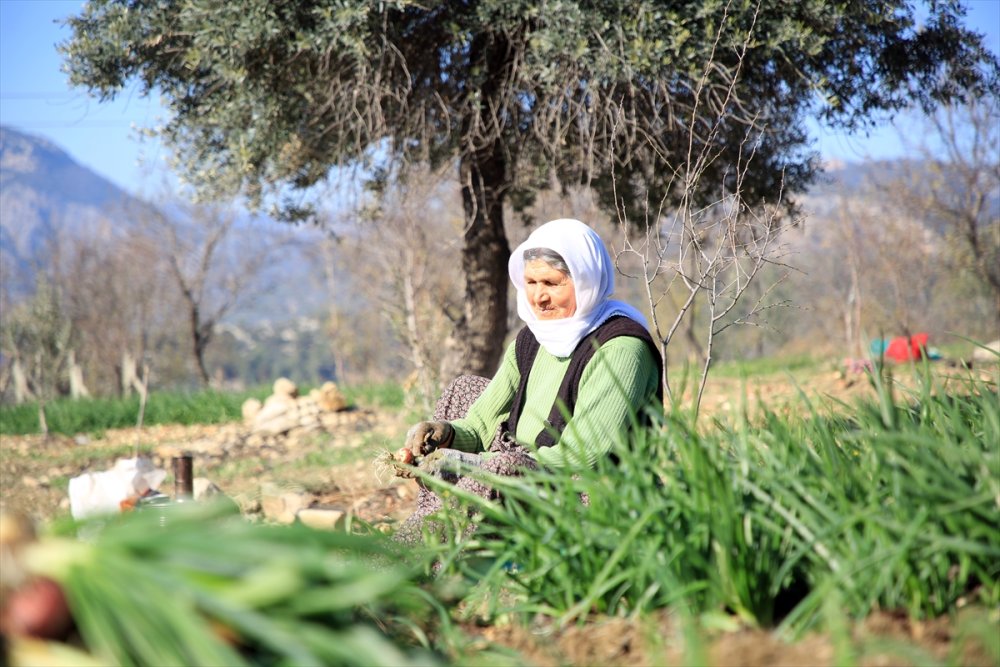 Zorlu Yeşil Soğan Hasadının Yükünü Kadınlar Çekiyor