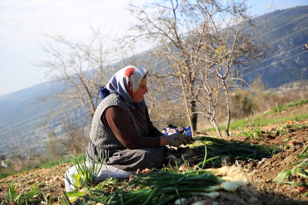 Zorlu Yeşil Soğan Hasadının Yükünü Kadınlar Çekiyor