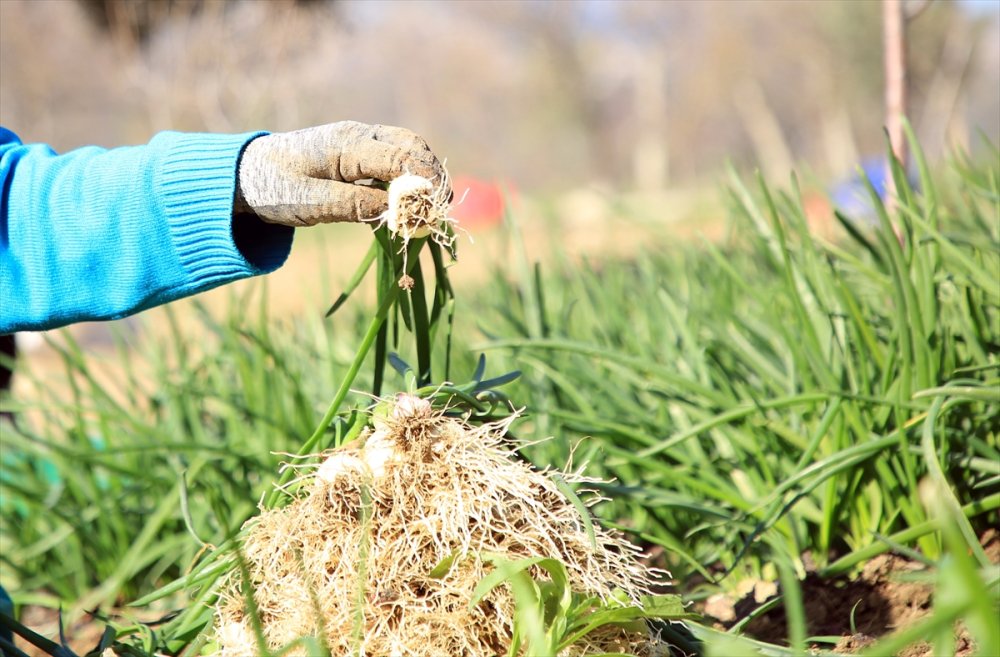 Zorlu Yeşil Soğan Hasadının Yükünü Kadınlar Çekiyor