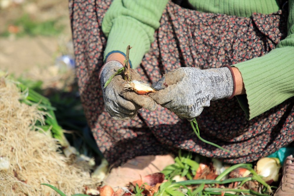 Zorlu Yeşil Soğan Hasadının Yükünü Kadınlar Çekiyor