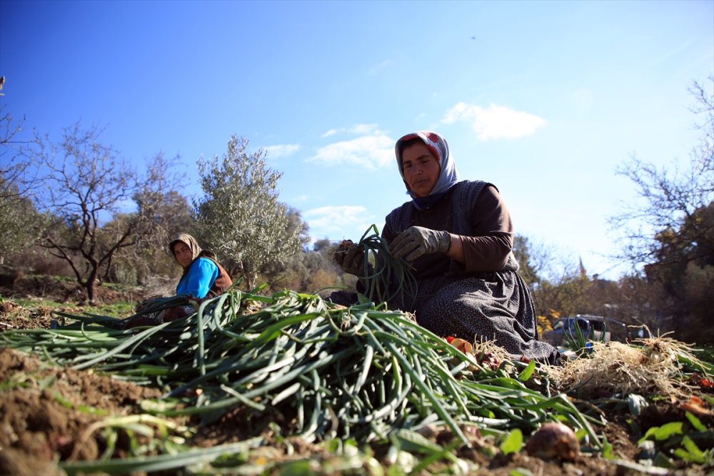 Zorlu Yeşil Soğan Hasadının Yükünü Kadınlar Çekiyor