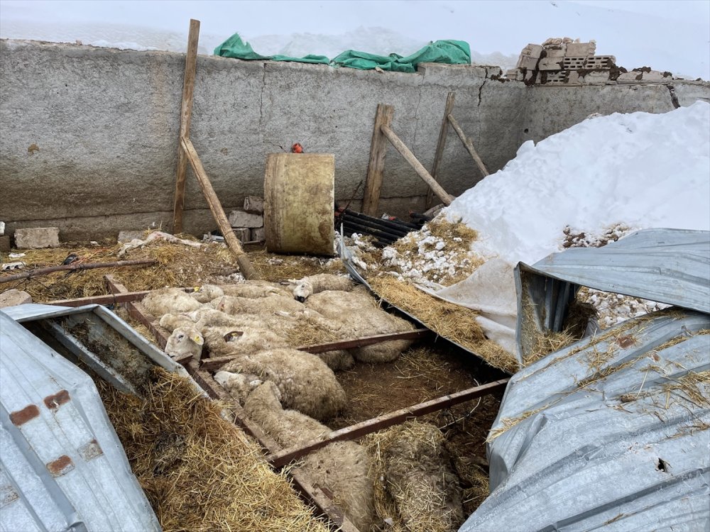 Aksaray'da Bir Ağılın Çatısı Çöktü