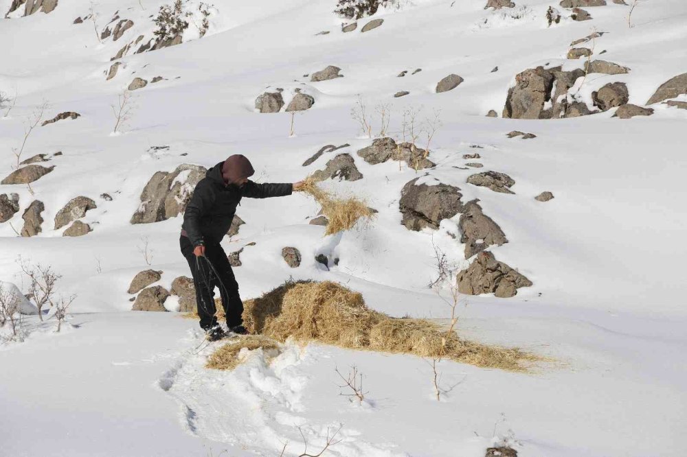Aladağlar’da Dağ Keçileri Drone İle Görüntülendi