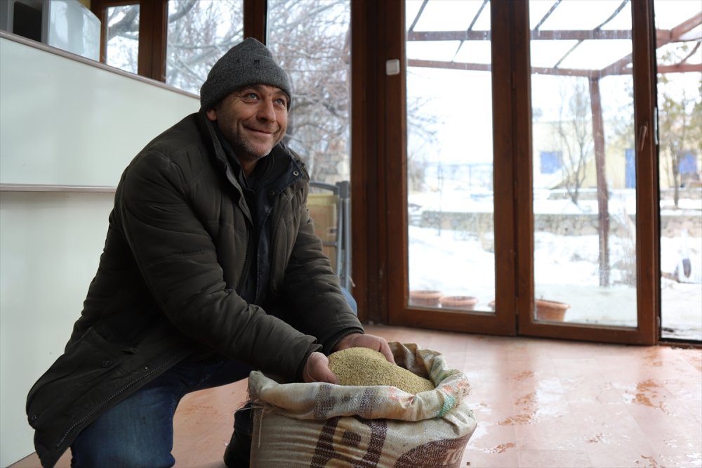 Aksaray'da Yetiştirdiği Astronot Yiyeceği Kinoayı Avrupa'ya Satıyor