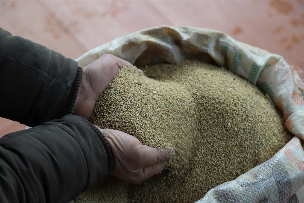 Aksaray'da Yetiştirdiği Astronot Yiyeceği Kinoayı Avrupa'ya Satıyor