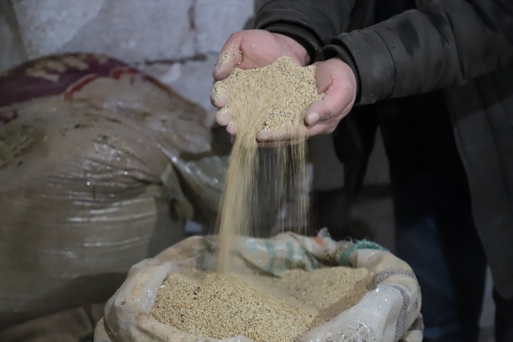 Aksaray'da Yetiştirdiği Astronot Yiyeceği Kinoayı Avrupa'ya Satıyor