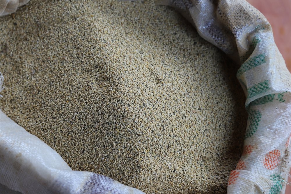 Aksaray'da Yetiştirdiği Astronot Yiyeceği Kinoayı Avrupa'ya Satıyor