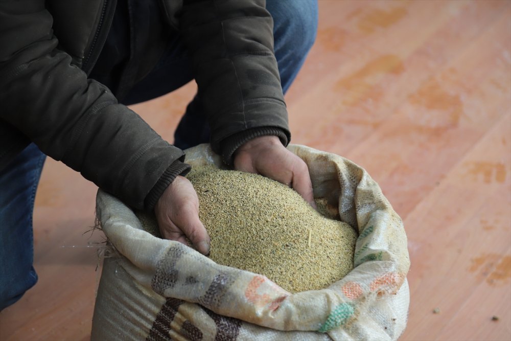 Aksaray'da Yetiştirdiği Astronot Yiyeceği Kinoayı Avrupa'ya Satıyor