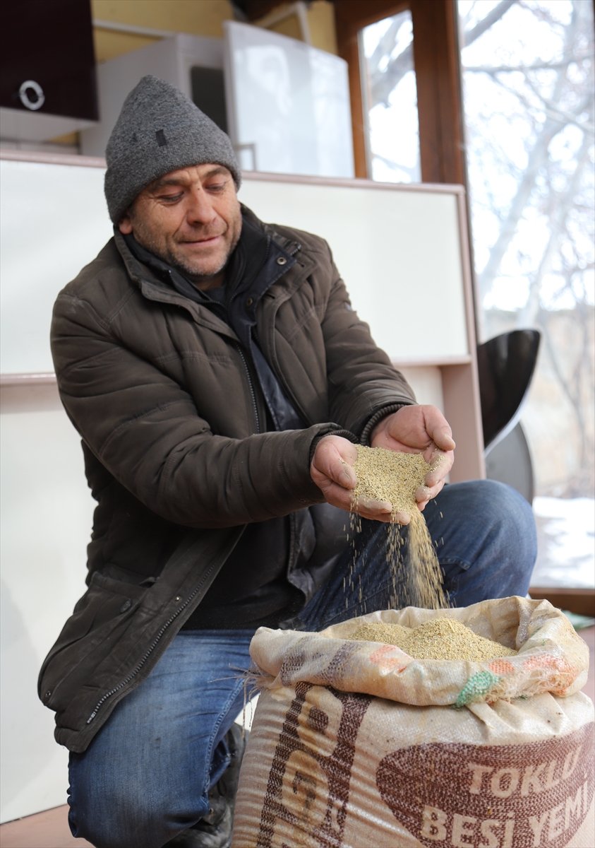 Aksaray'da Yetiştirdiği Astronot Yiyeceği Kinoayı Avrupa'ya Satıyor