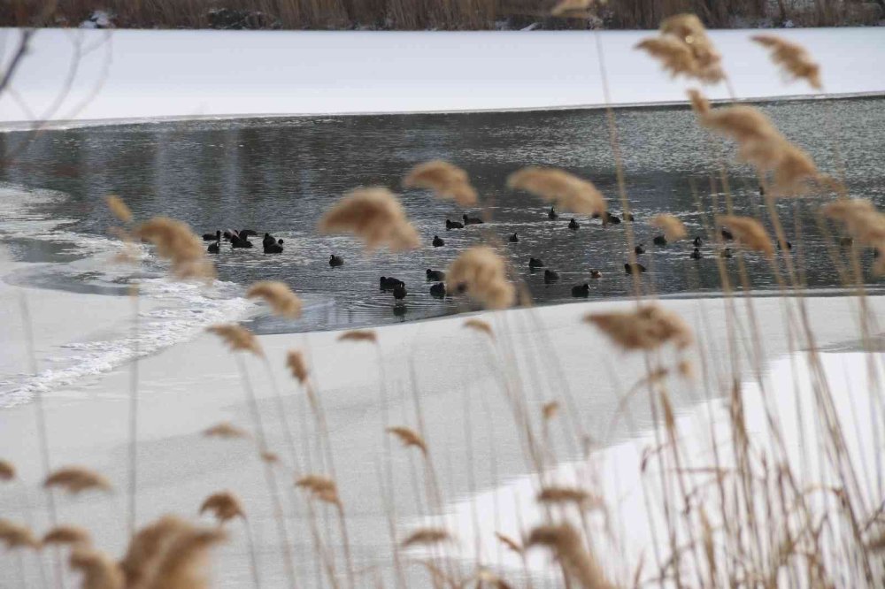 Yüzeyi Yer Yer Buz Tutan Sarısungur Göleti’nden Kartpostallık Kareler