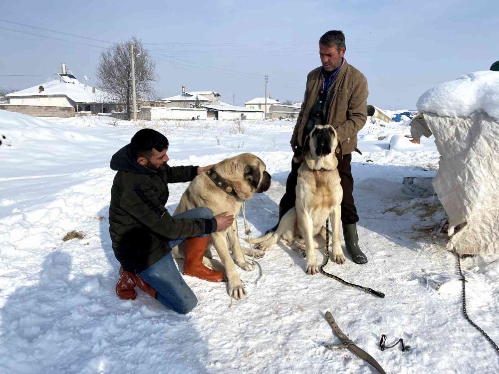 Aksaray Malaklısının Kar Keyfi