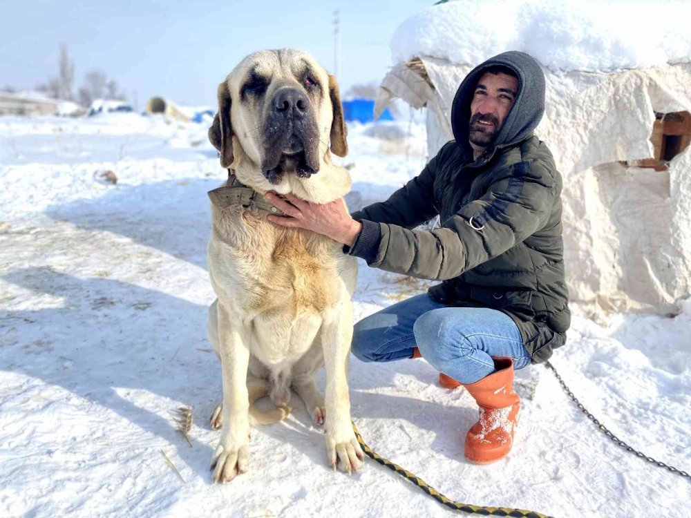 Aksaray Malaklısının Kar Keyfi
