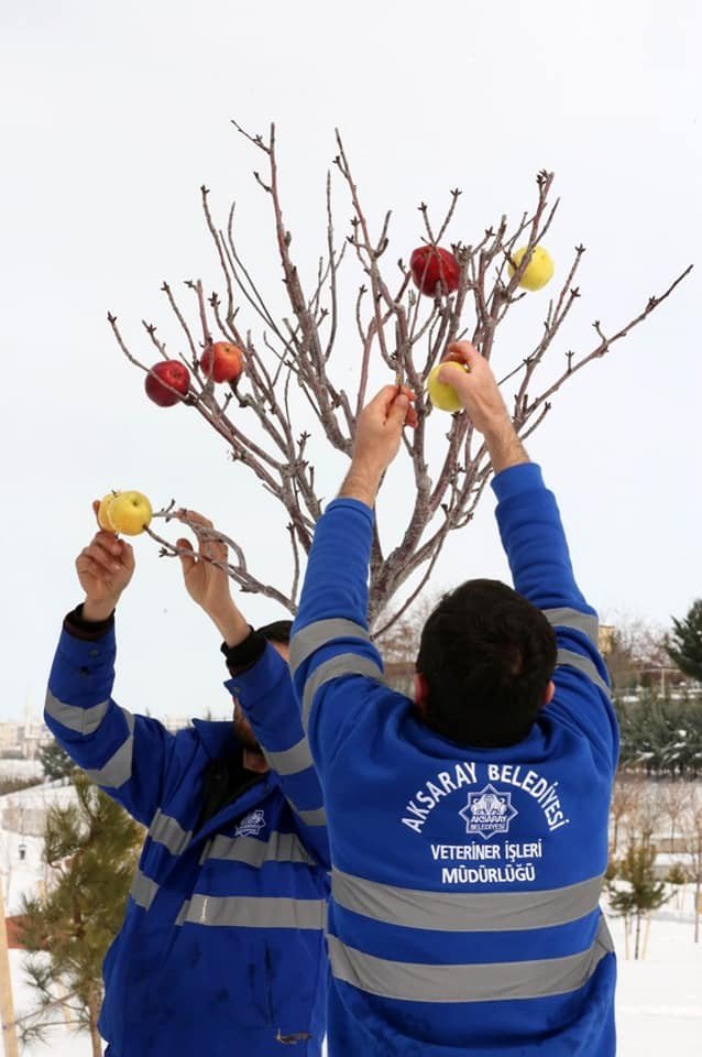 Aksaray’da Ağaçlar Meyvelendi