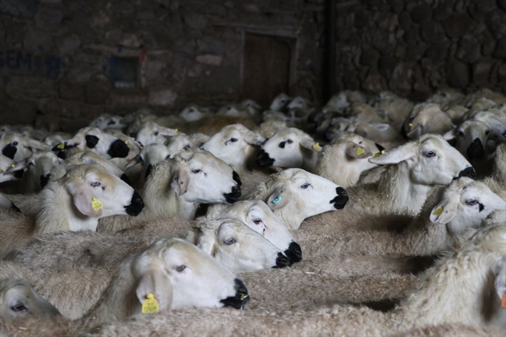 Akkaraman Koyunları Üreticisine Yüzde 22 Gelir Artışı Sağladı
