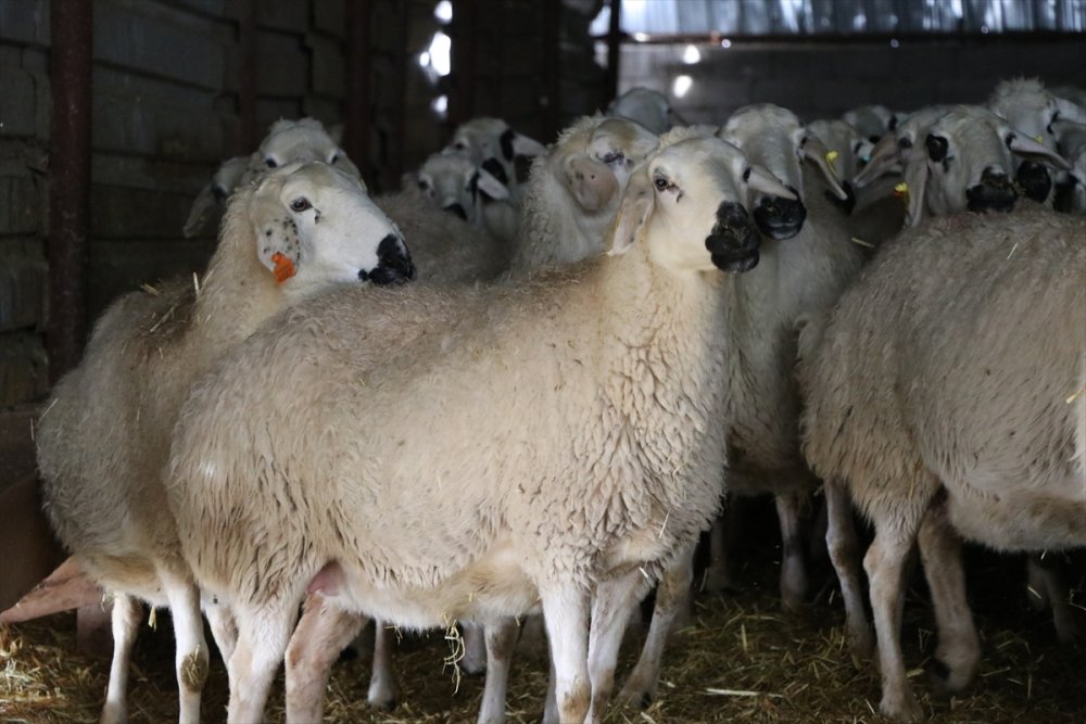 Akkaraman Koyunları Üreticisine Yüzde 22 Gelir Artışı Sağladı