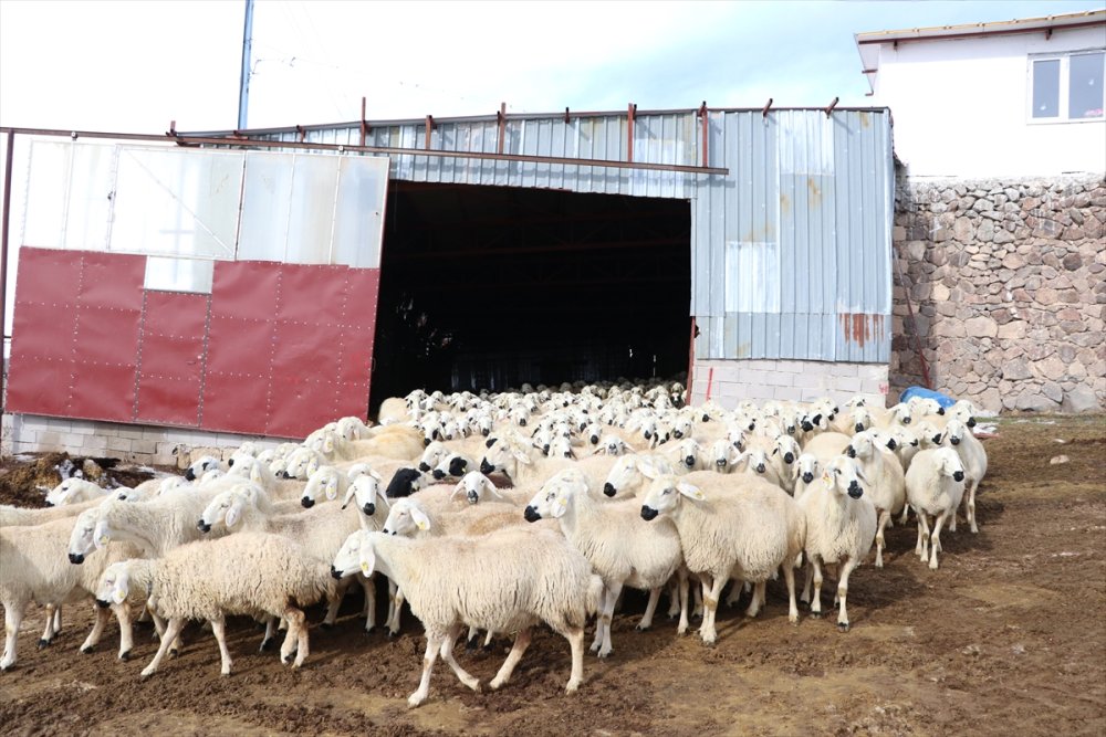 Akkaraman Koyunları Üreticisine Yüzde 22 Gelir Artışı Sağladı