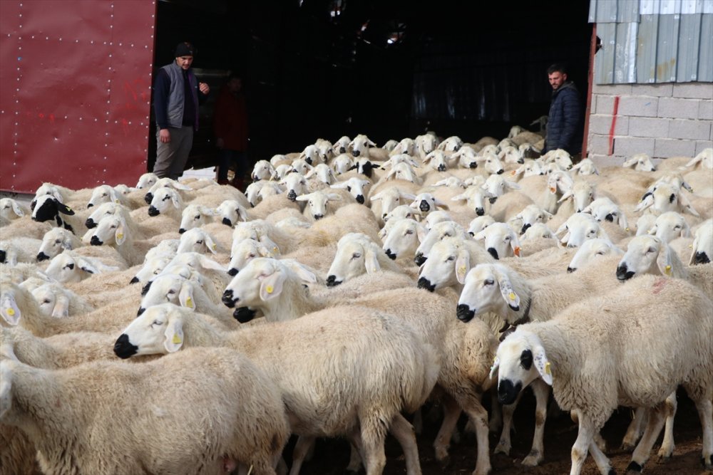 Akkaraman Koyunları Üreticisine Yüzde 22 Gelir Artışı Sağladı