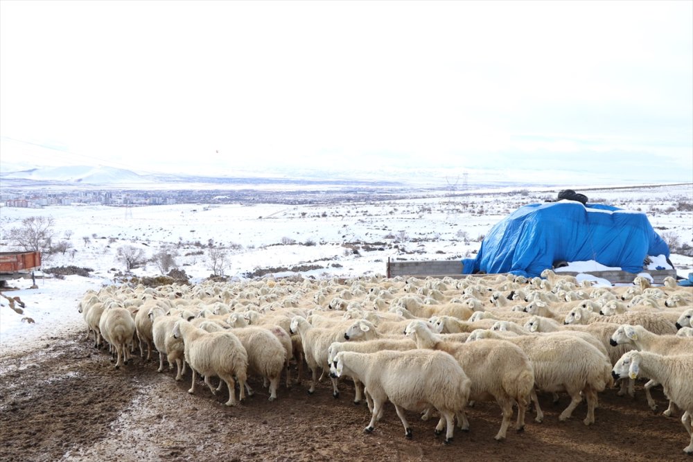 Akkaraman Koyunları Üreticisine Yüzde 22 Gelir Artışı Sağladı
