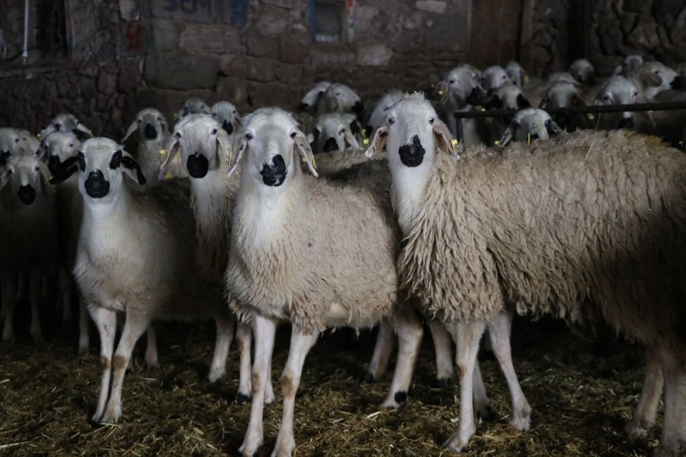 Akkaraman Koyunları Üreticisine Yüzde 22 Gelir Artışı Sağladı