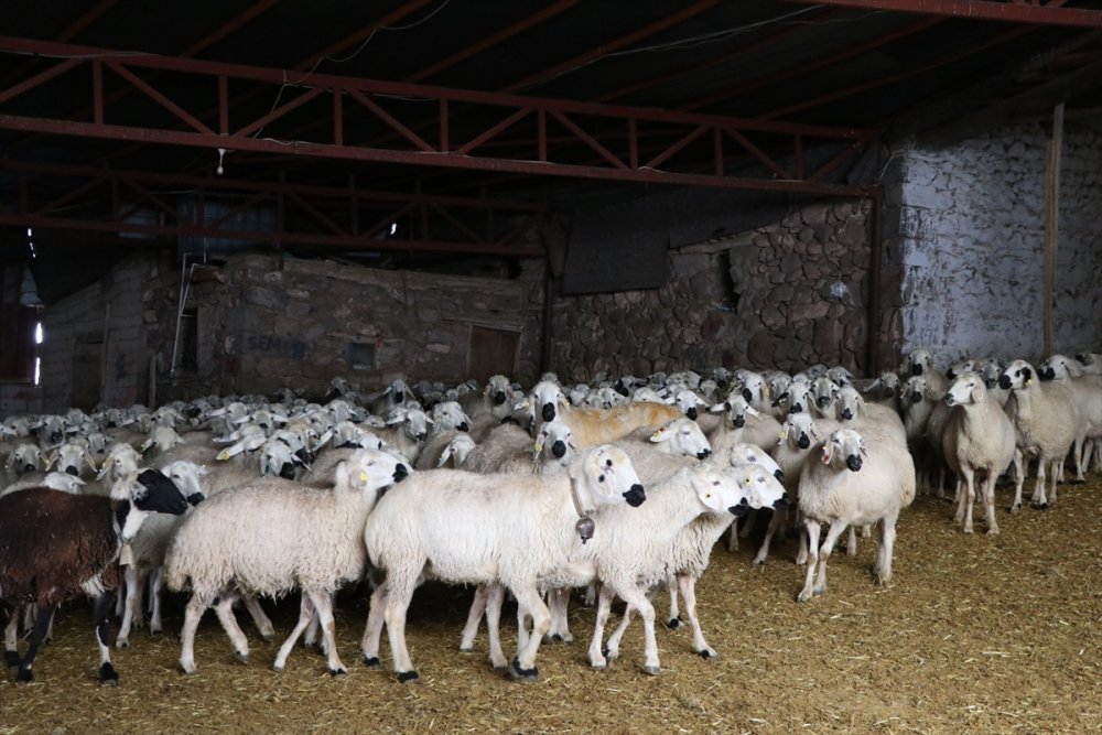 Akkaraman Koyunları Üreticisine Yüzde 22 Gelir Artışı Sağladı