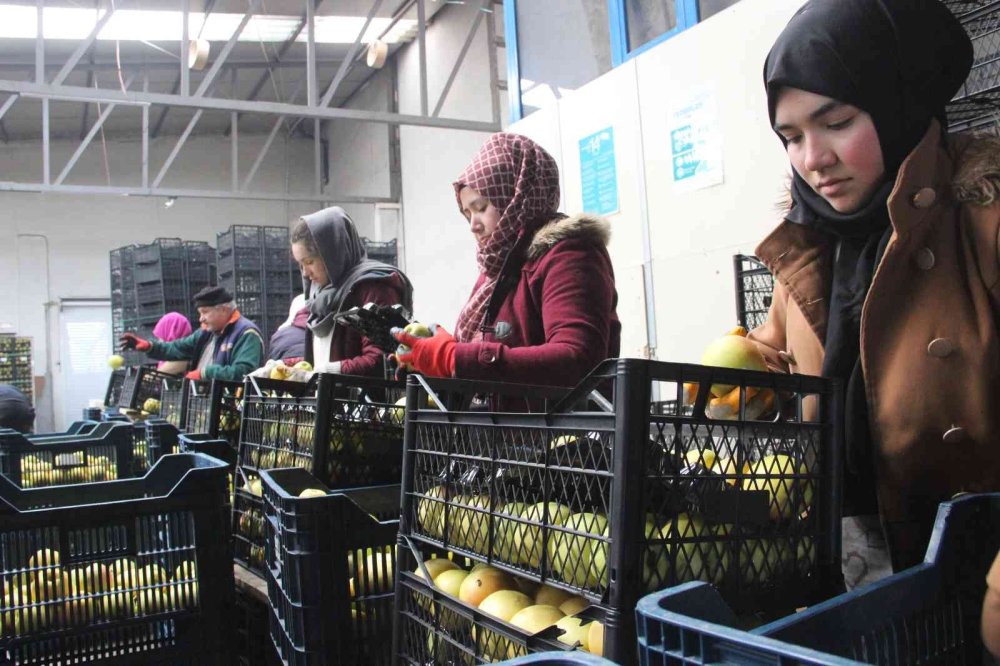 Karaman’dan Libya’ya Elma İhracatı Arttı