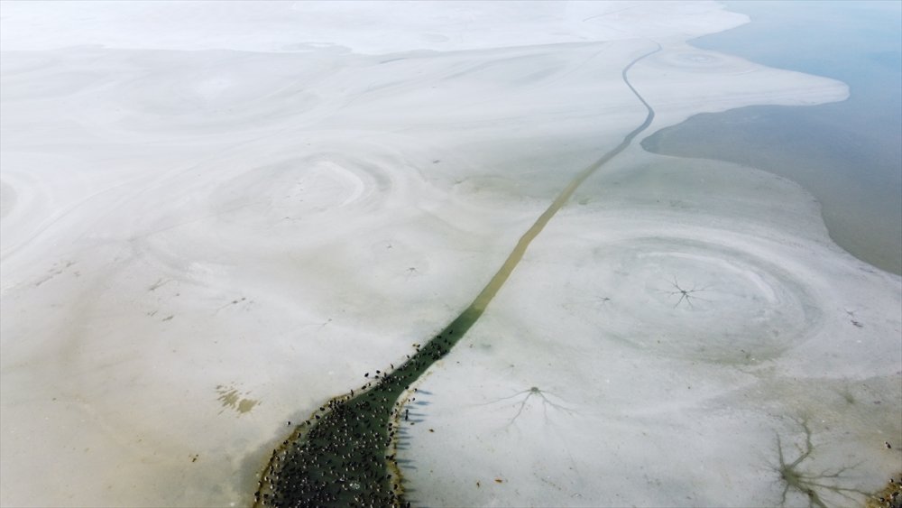 Sakar Mekelerin, Beyşehir Gölü'nde Hayatta Kalma Çabası