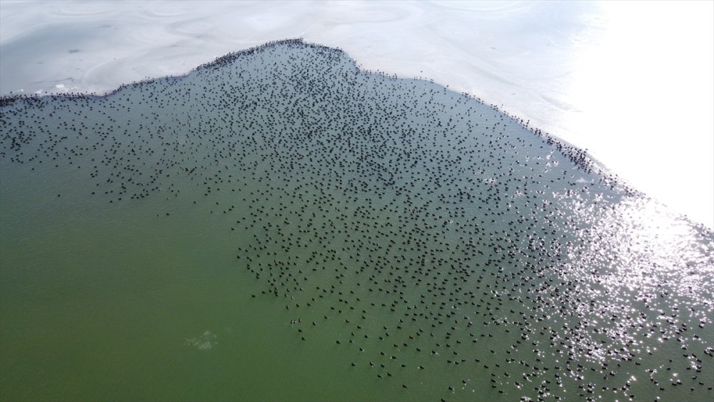 Sakar Mekelerin, Beyşehir Gölü'nde Hayatta Kalma Çabası