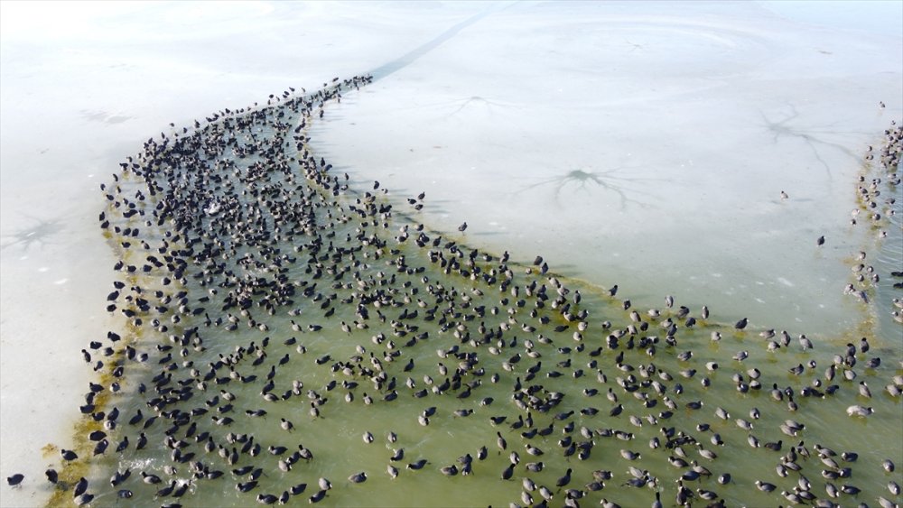 Sakar Mekelerin, Beyşehir Gölü'nde Hayatta Kalma Çabası
