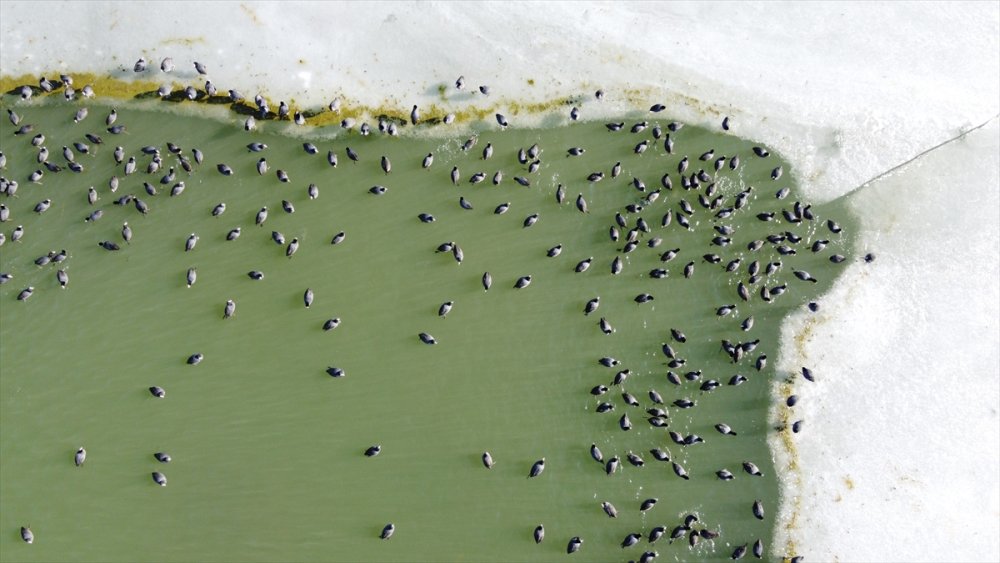 Sakar Mekelerin, Beyşehir Gölü'nde Hayatta Kalma Çabası