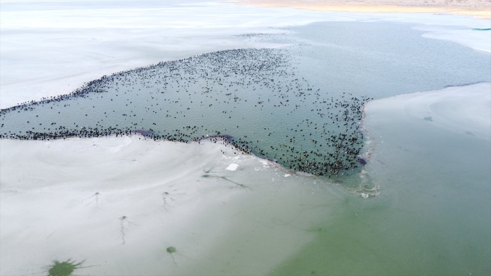 Sakar Mekelerin, Beyşehir Gölü'nde Hayatta Kalma Çabası