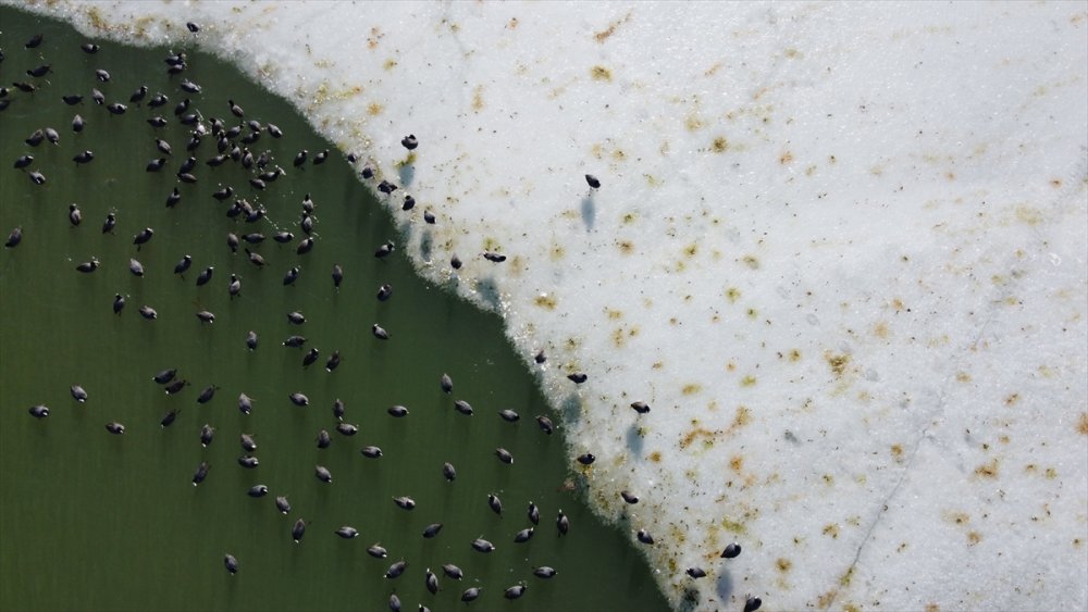Sakar Mekelerin, Beyşehir Gölü'nde Hayatta Kalma Çabası