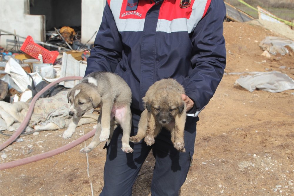 Emekli Öğretmenden Geriye Yavru Köpekler Kaldı