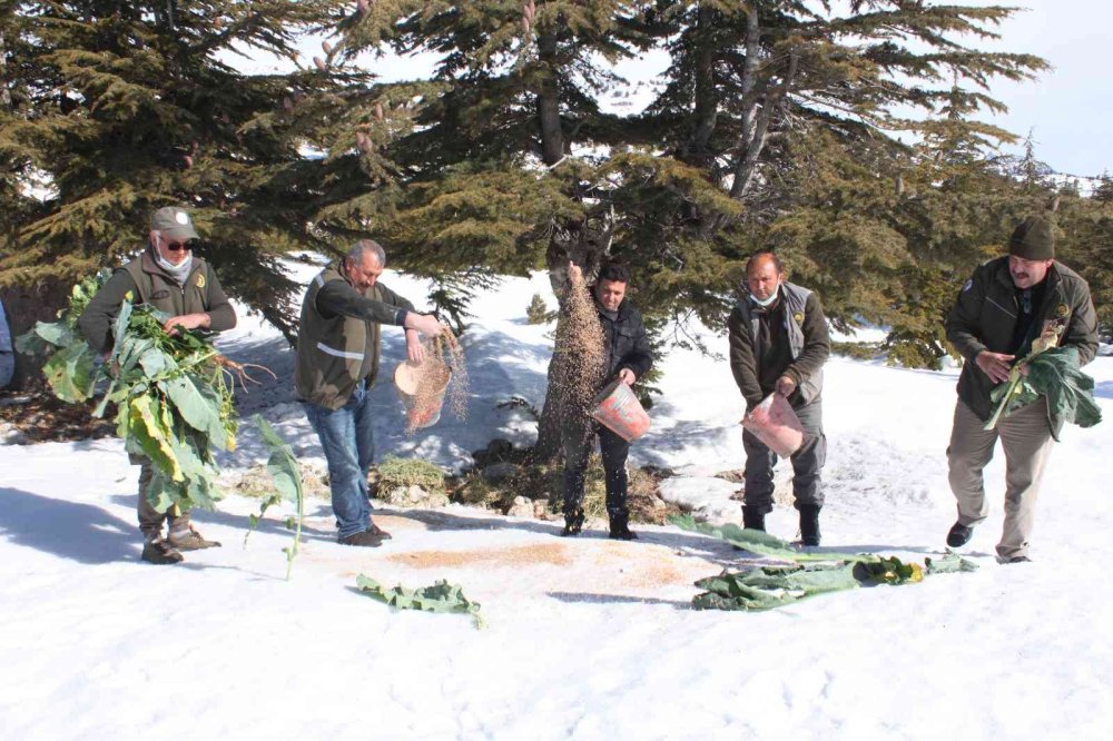 Mersin’de Yaban Hayat İçin Yem Takviyesi