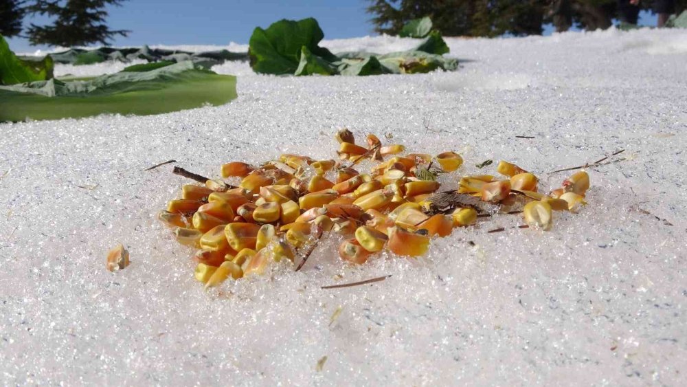 Mersin’de Yaban Hayat İçin Yem Takviyesi