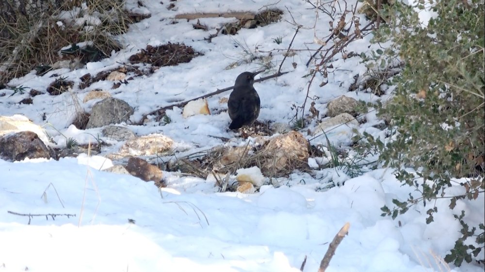 Mersin’de Yaban Hayat İçin Yem Takviyesi