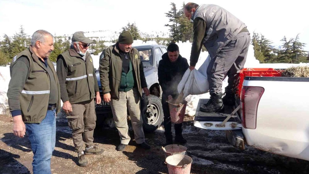 Mersin’de Yaban Hayat İçin Yem Takviyesi