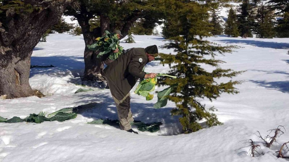 Mersin’de Yaban Hayat İçin Yem Takviyesi