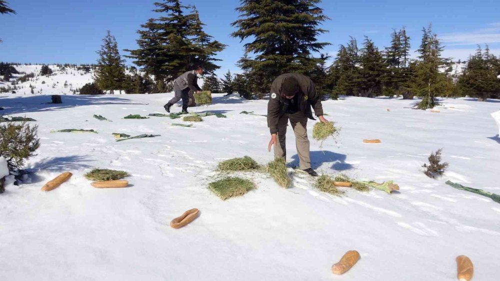 Mersin’de Yaban Hayat İçin Yem Takviyesi