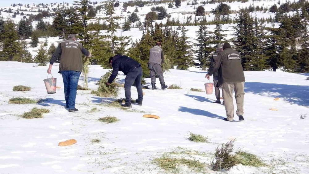 Mersin’de Yaban Hayat İçin Yem Takviyesi