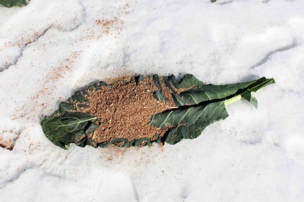 Mersin’de Yaban Hayat İçin Yem Takviyesi