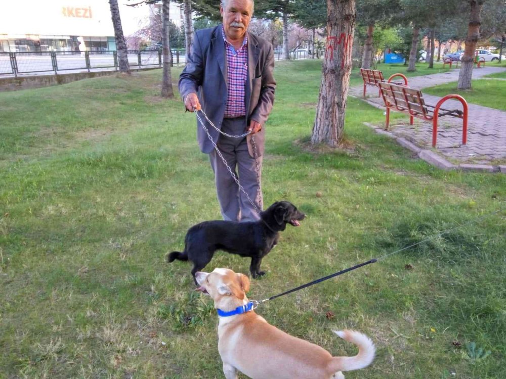 ‘Can Yoldaşım’ Dediği Köpek İçin Gözyaşı Döküyor