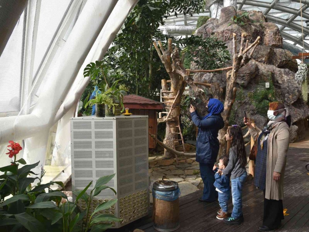 Tropikal Kelebek Bahçesi Ziyaretçilerini Bekliyor